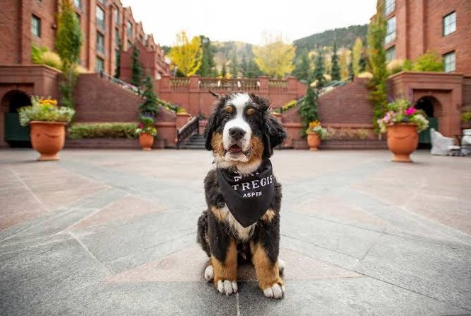 Best Pet Friendly Hotels For Vacation Made Easy